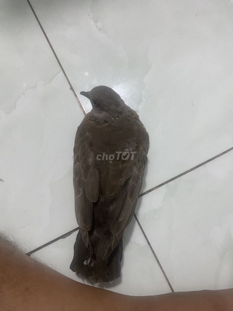 Chim cảnh nhiều màu. Mua bán Chim tại Huyện Long Thành Đồng Nai được đăng bởi Hieu hình 1