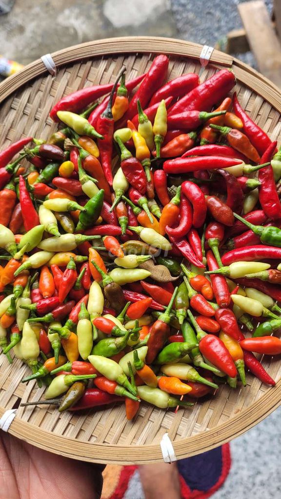 2 chai muối ớt lá chúc đặc biệt. Mua bán Đồ ăn, thực phẩm và các loại khác tại Thành phố Tân An Long An được đăng bởi Tan Phat hình 6