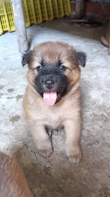 Chó cộc lai Đực Cái Nâu Đen