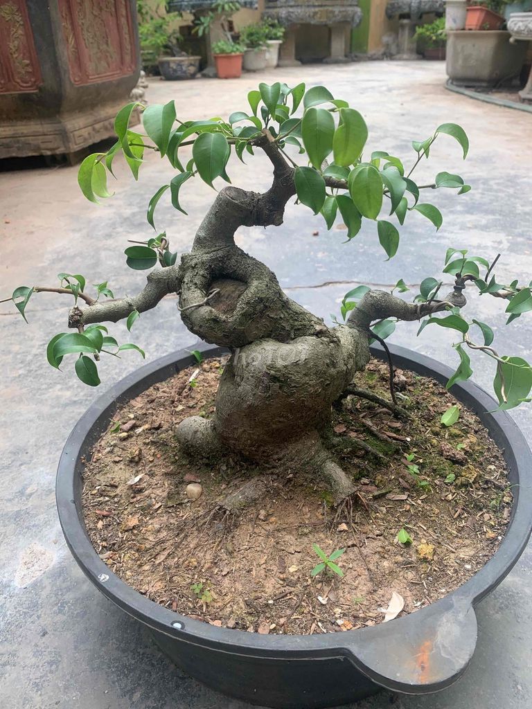 Cây cảnh Xanh Nam Điền. Mua bán Cây cảnh, đồ trang trí tại Huyện Tiên Lãng Hải Phòng được đăng bởi Lê Đức toản  hình 1