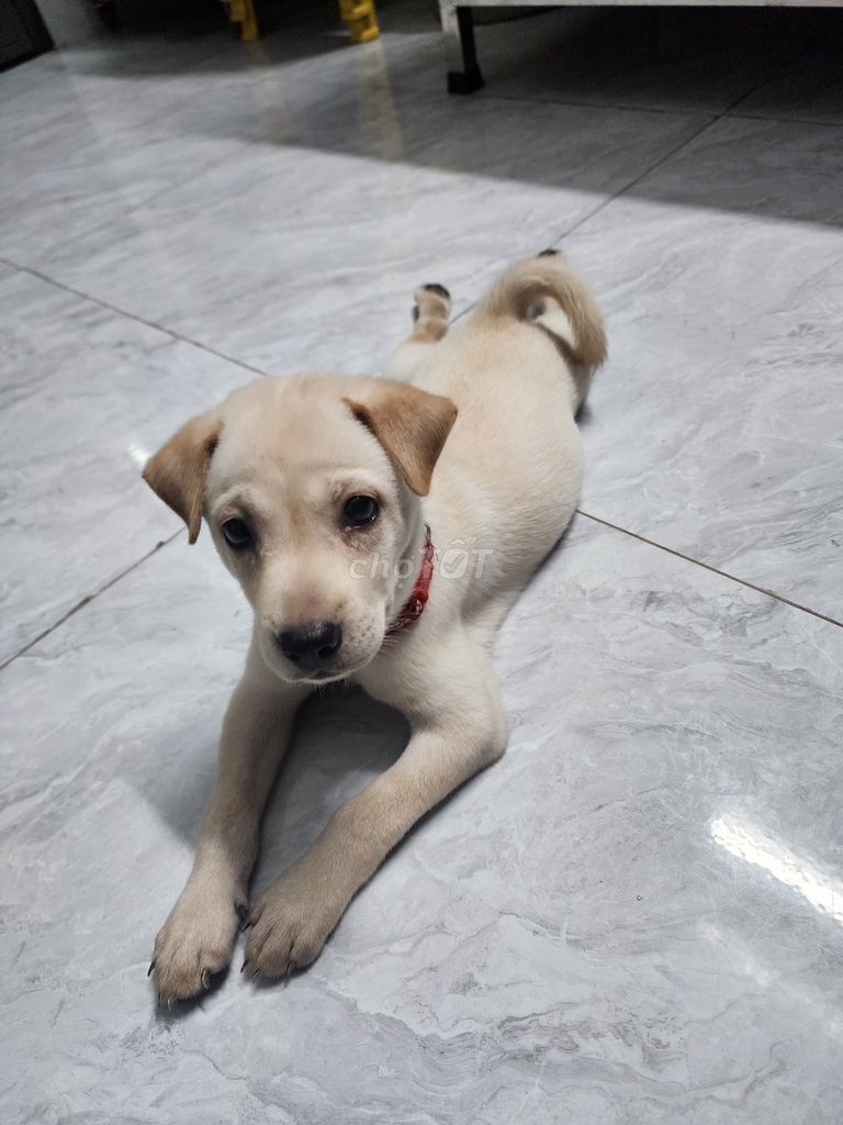 Chó Labrador cái 2 tháng. Mua bán Chó tại Quận Bình Tân Tp Hồ Chí Minh được đăng bởi Phạm Văn Thanh hình 1