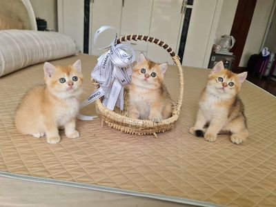 Mèo Golden thuần chủng tìm ba mẹ yêu thương