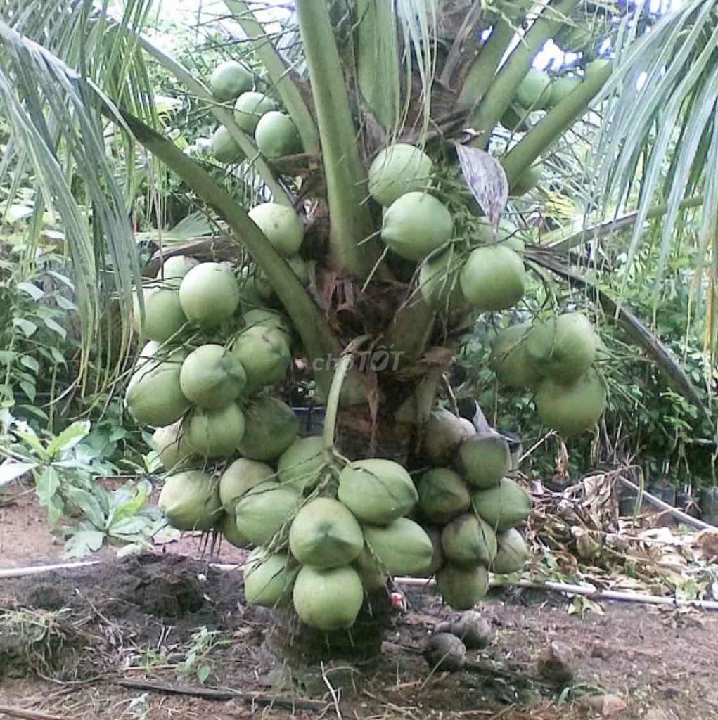 Cây giống Dừa xiêm lùn. Mua bán Đồ chuyên dụng, Giống nuôi trồng tại Huyện Cái Bè Tiền Giang được đăng bởi Võ Minh Luân hình 1
