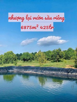 Cần nhượng vườn sầu riêng 6875m2 giá 425tr. Mua bán đất tại Huyện Đồng Phú Bình Phước được đăng bởi Đông Khả Huyên