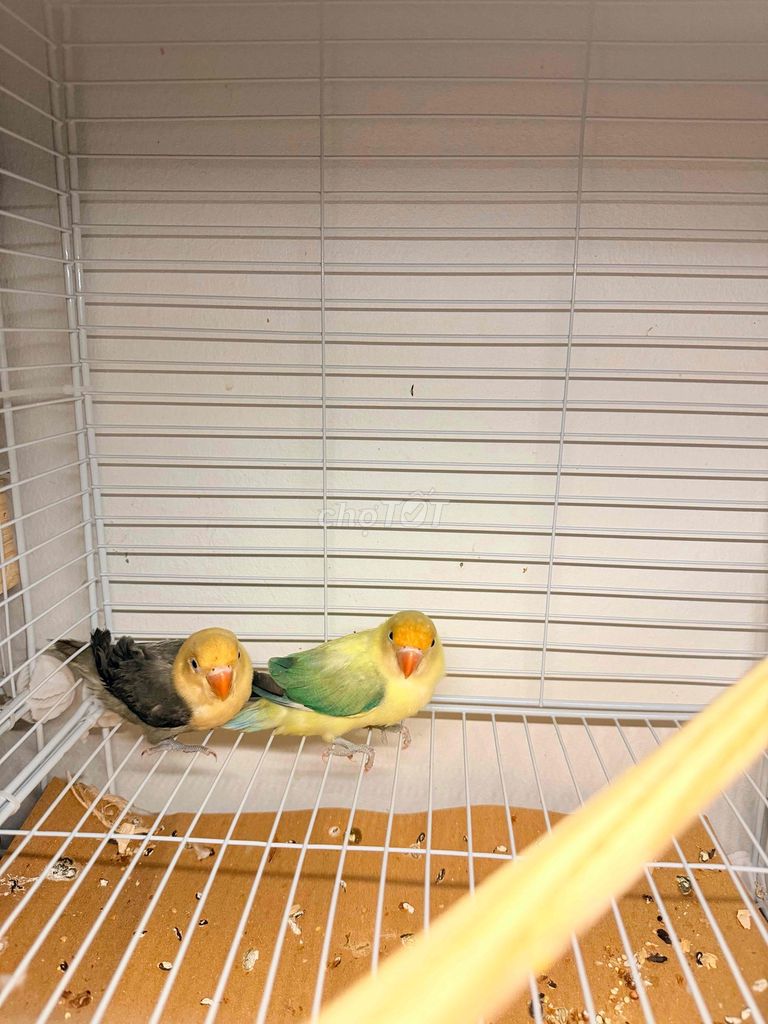 Chim Lovebird Vàng xanh. Mua bán Chim tại Thành phố Thái Bình Thái Bình được đăng bởi Kenna hình 1