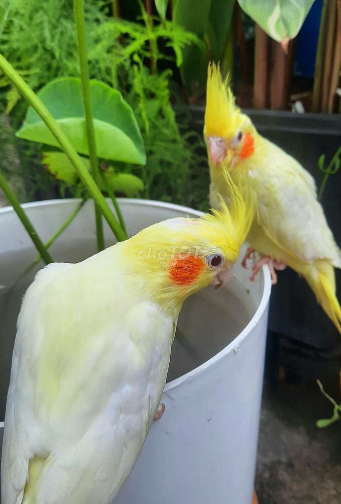 Vẹt Cockatiel Đã Ăn Giỏi. Mua bán Chim tại Quận Gò Vấp Tp Hồ Chí Minh được đăng bởi Vẹt Cảnh Hiền Ngoan Thuần tại TPHCM hình 1