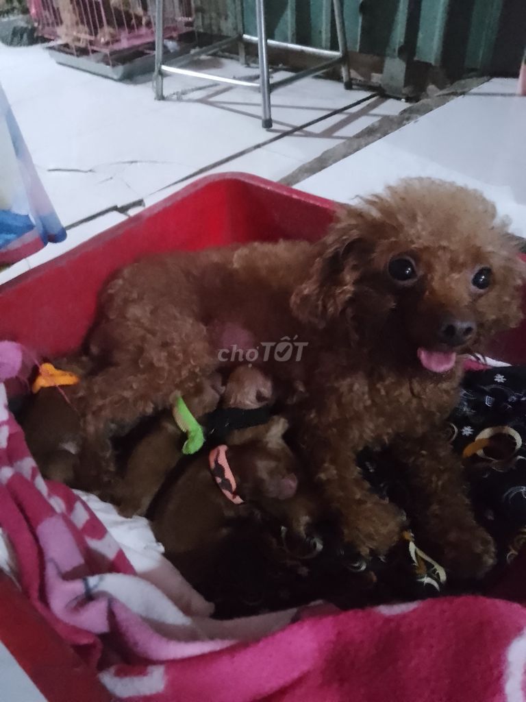 Chó Poodle Nâu Cả hai. Mua bán Chó tại Huyện Chợ Mới An Giang được đăng bởi Gotu Ha hình 1