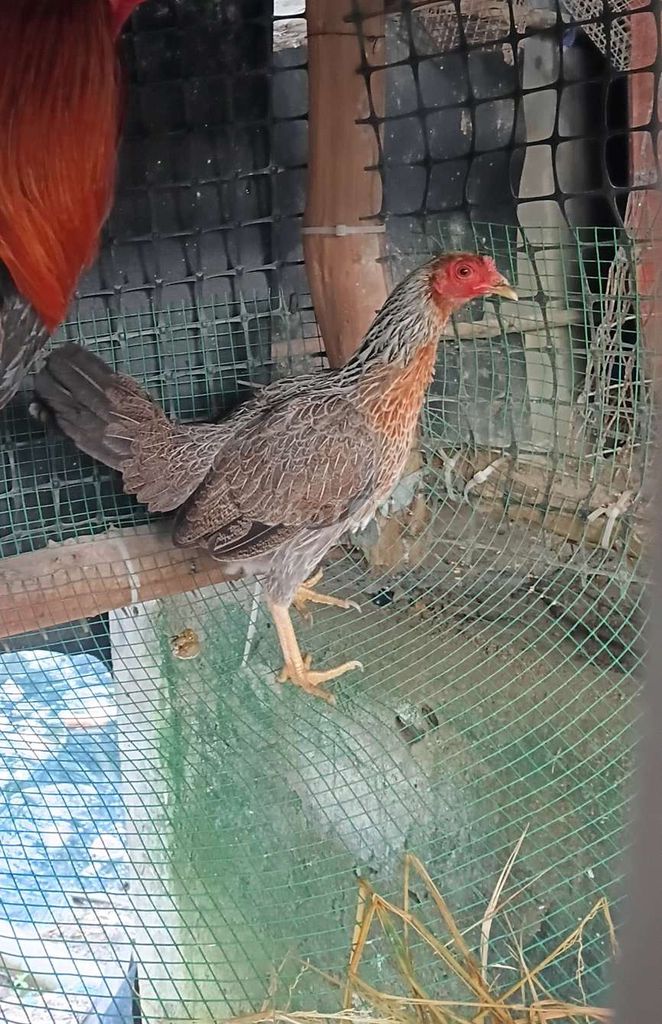 Gà mái tre Nâu xám 0.9-1kg nuôi giống. Mua bán Gà tại Huyện Đức Hòa Long An được đăng bởi QUANGDUY hình 1