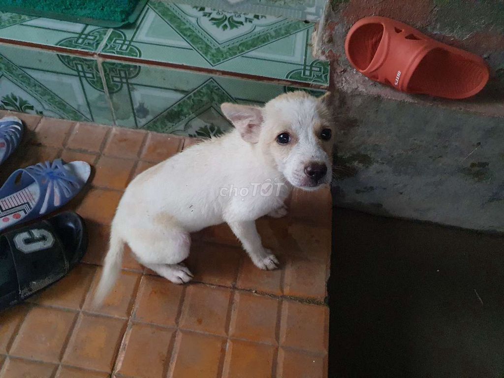 Cho tăng chó cỏ, ai cần liên hệ nhé. Mua bán Chó tại Huyện Long Hồ Vĩnh Long được đăng bởi Danh hình 1