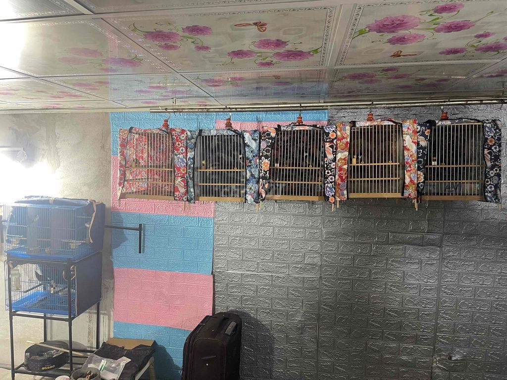 Chim chào mào có mùa. Mua bán Chim tại Quận 12 Tp Hồ Chí Minh được đăng bởi Thanhcong Doan hình 1