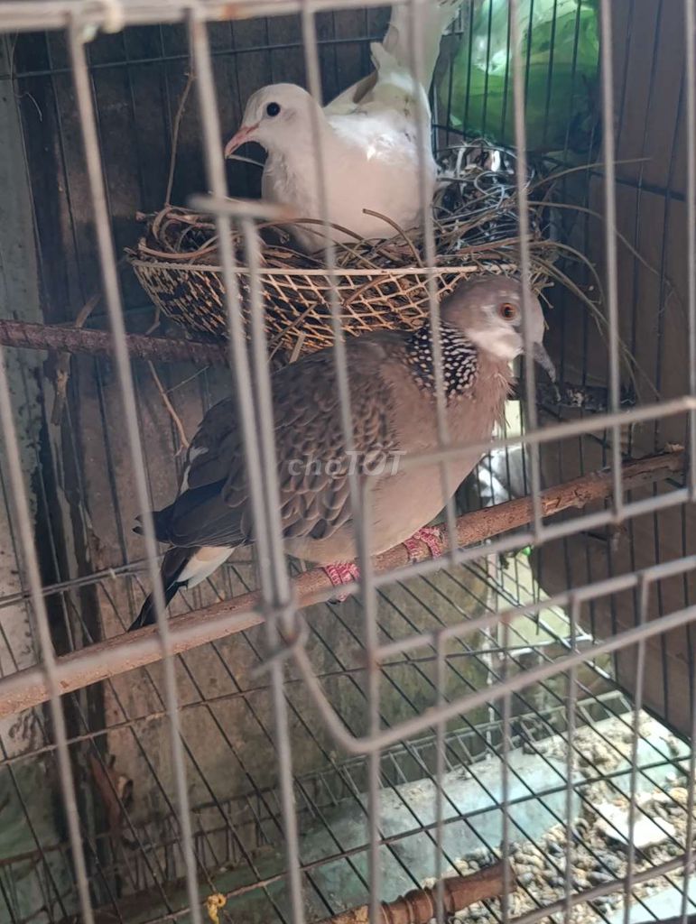 thái trống 2 tuổi. Mua bán Chim tại Thành phố Biên Hòa Đồng Nai được đăng bởi Hoàng Hải 334 hình 1