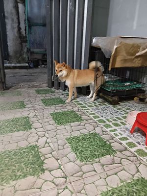 Shiba đang đòi đực lứa đầu. Mua bán Chó tại Thành phố Thủ Đức Tp Hồ Chí Minh được đăng bởi hoàng vũ