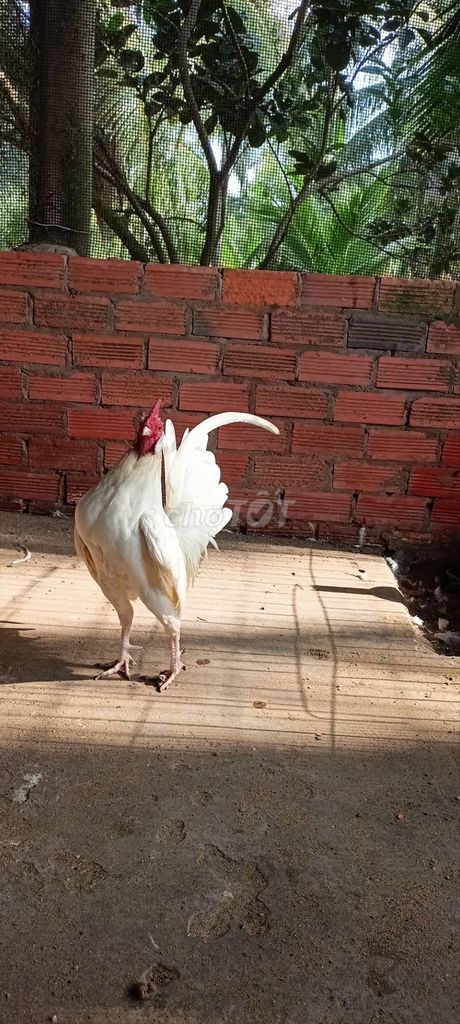 Gà Trống 1.1 kg. Mua bán Gà tại Huyện Mỏ Cày Nam Bến Tre được đăng bởi Nguyen Thai Hung hình 1