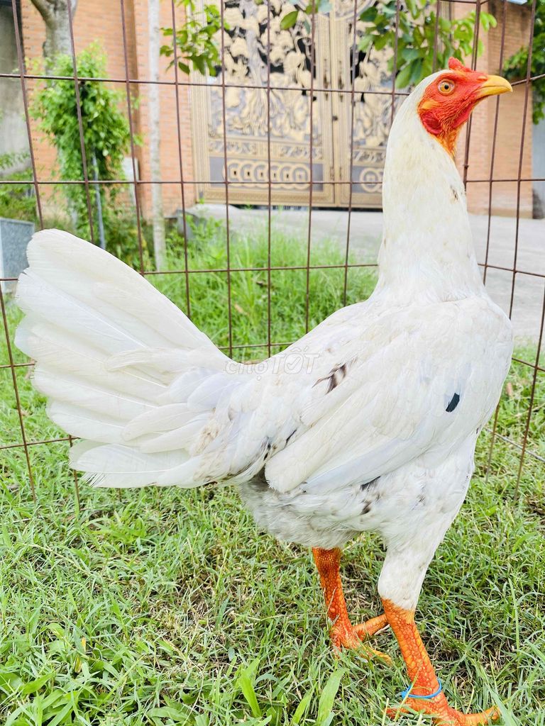 Gà Bướm Cú Thái Mỹ 2.4kg Trạng đẻ 2,5/2,6kg. Mua bán Gà tại Thành phố Biên Hòa Đồng Nai được đăng bởi Đinh Hoàng Nam hình 1