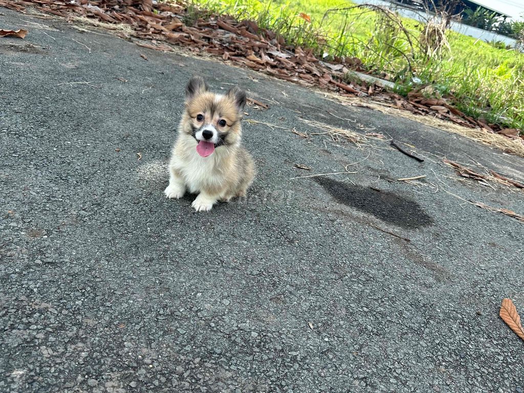 corgi fluffy - lông dài 2 tháng tuổi