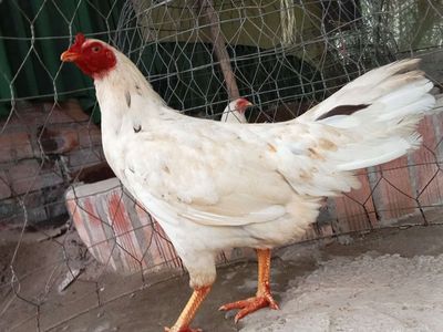 Bướm thái mỹ (2kg4). Mua bán Gà tại Huyện Mỏ Cày Nam Bến Tre được đăng bởi Trai ga Đai Phat 71