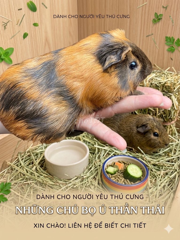 Bọ ú Đực Ame 2,5 tháng tặng bình nước & thức ăn. Mua bán Thú cưng khác tại Quận Gò Vấp Tp Hồ Chí Minh được đăng bởi Nhi hình 1