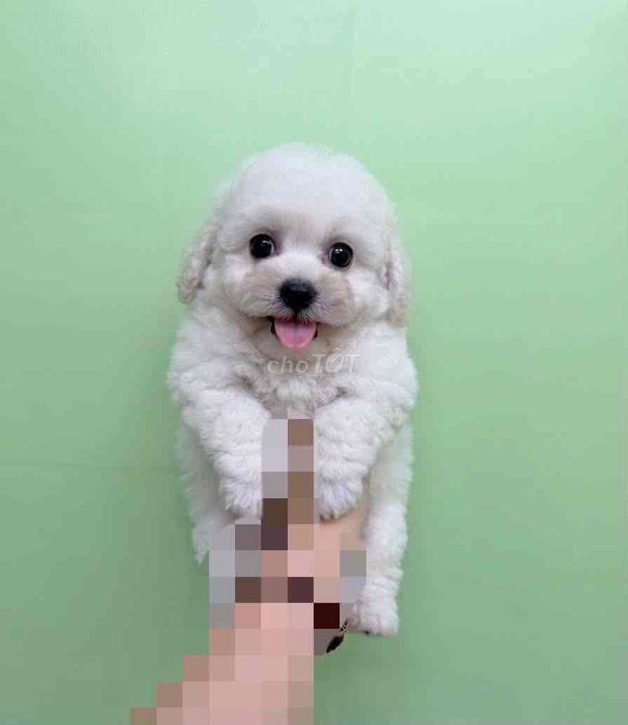 Chó poodle siêu xinh chân lùn ( như hình). Mua bán Chó tại Quận 8 Tp Hồ Chí Minh được đăng bởi Bong Do hình 1