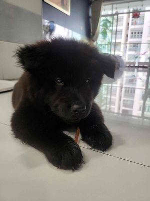 chow chow mini lưởi đen. Mua bán Chó tại Quận 3 Tp Hồ Chí Minh được đăng bởi Nghĩa Phạm tattoo