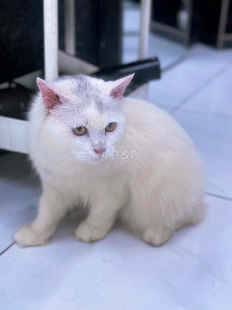 tìm nhà mới bé anh lông dài