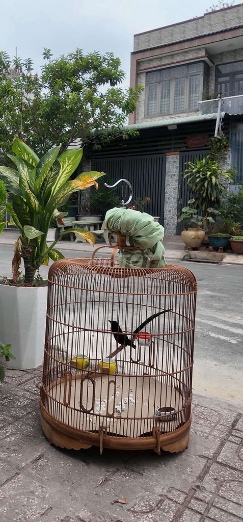 bé bồ câu ly thánh . Mua bán Chim tại Quận Bình Thạnh Tp Hồ Chí Minh được đăng bởi Nguyễn Hữu Vinh hình 1