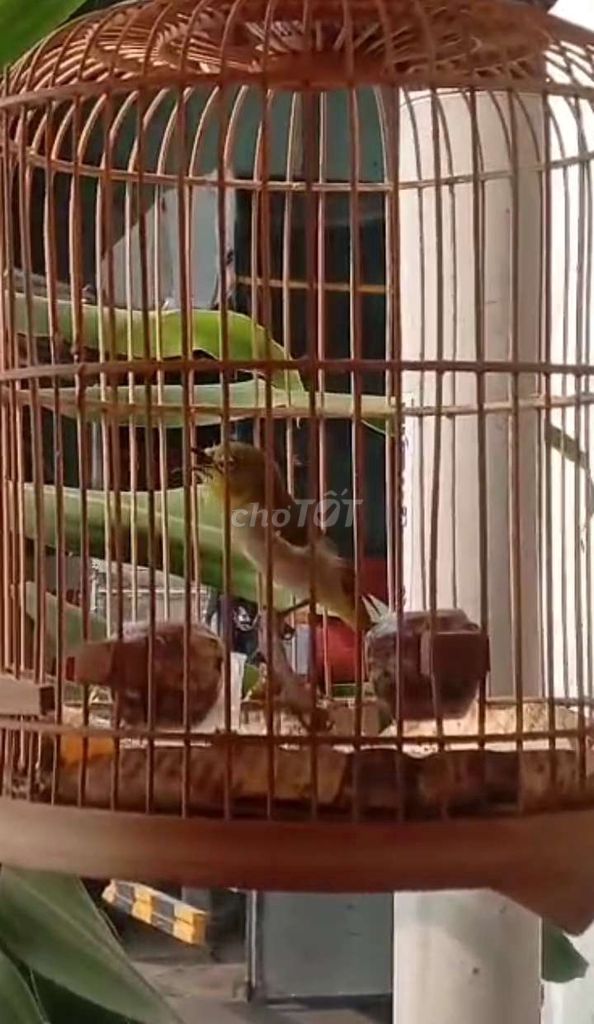 Chim khoen líu. Mua bán Chim tại Quận 6 Tp Hồ Chí Minh được đăng bởi chuyên 7 màu hình 1