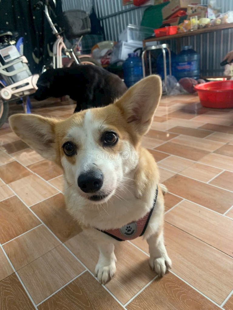 Chó corgi thuần khiết Cái 10kg đã tiêm chủng. Mua bán Chó tại Thành phố Long Khánh Đồng Nai được đăng bởi Nhi Yen hình 1