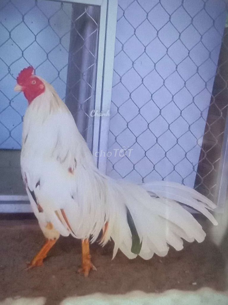 Gà nòi lông cảng mái lớn ký bự khủng có nhiều. Mua bán Gà tại Huyện Bình Chánh Tp Hồ Chí Minh được đăng bởi Hùng  hình 1