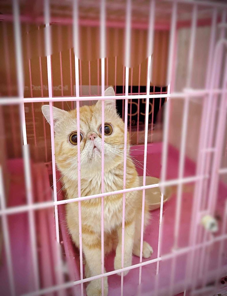 Mèo Exotic - ngoan như bột - biết phối. Mua bán Mèo tại Thành phố Thủ Đức Tp Hồ Chí Minh được đăng bởi My Nguyễn hình 1