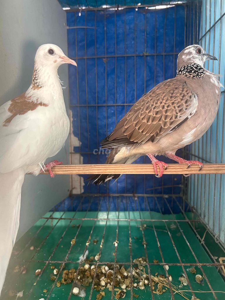Chim cu gáy mái Thái Trắng Nâu. Mua bán Chim tại Huyện Bình Chánh Tp Hồ Chí Minh được đăng bởi Khoa hình 1