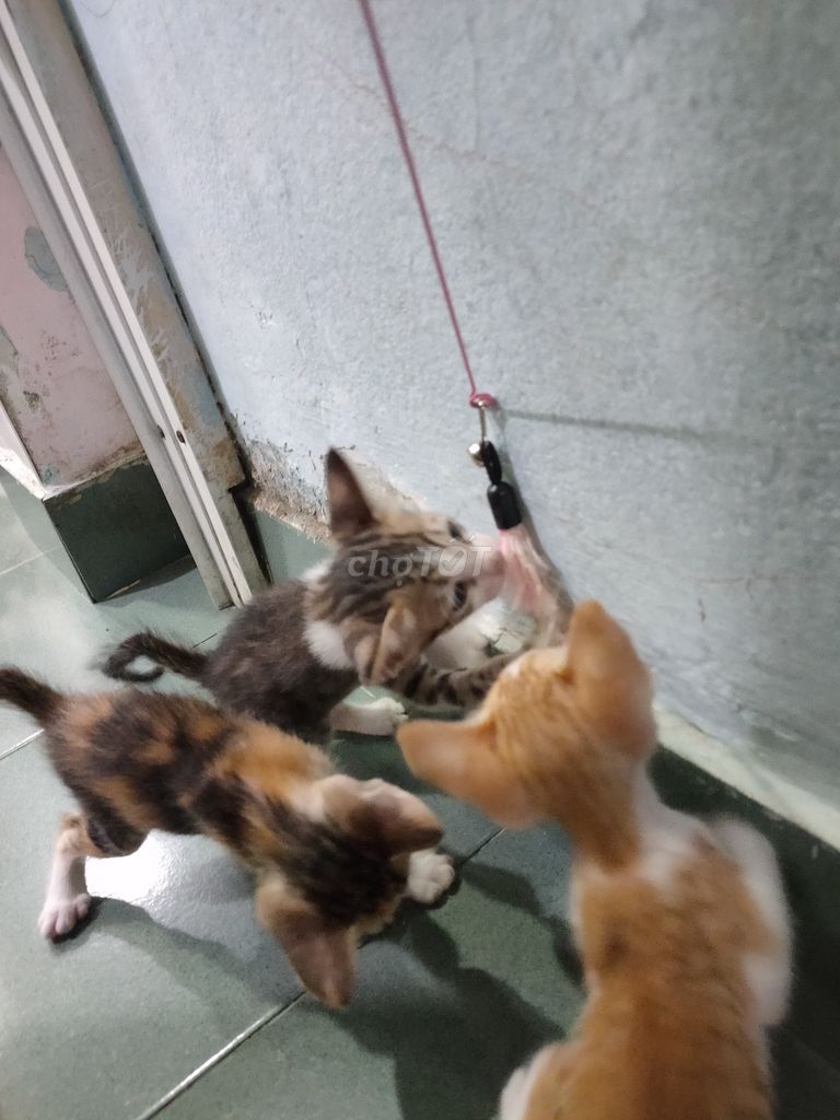 Mèo con Đa sắc. Mua bán Mèo tại Quận Thanh Khê Đà Nẵng được đăng bởi Han hình 1