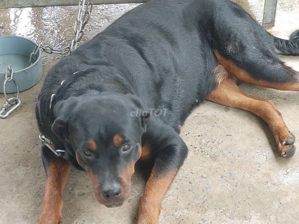 Cái Zin.Chưa Sinh. Mua bán Chó tại Quận 12 Tp Hồ Chí Minh được đăng bởi Nhân Rottweiler  hình 4