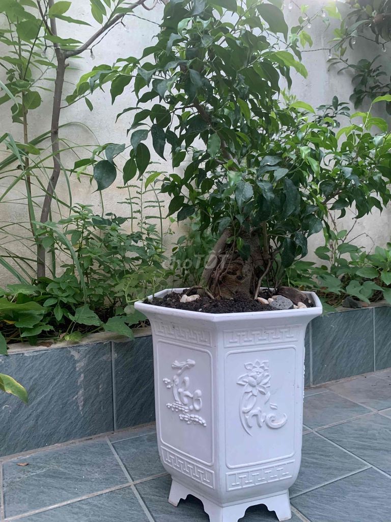 Cây si xanh lá dễ chăm sóc. Mua bán Cây cảnh, đồ trang trí tại Thành phố Biên Hòa Đồng Nai được đăng bởi Son Dinh hình 1