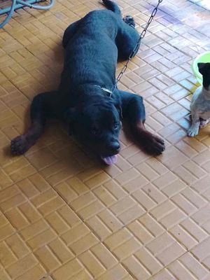 Chó Rottweiler đực 2 tuổi