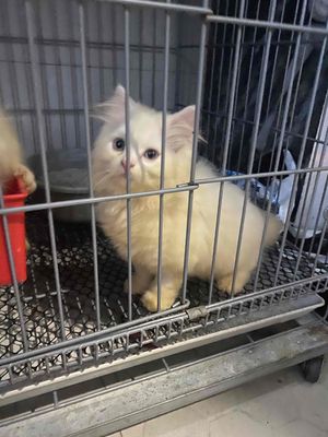 Mèo anh lông dài trắng