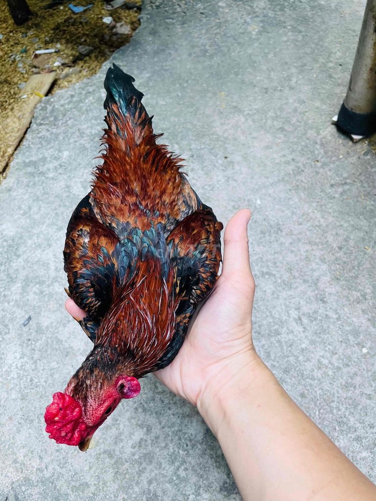 gà tre bắc giá rẻ quận tân phú hcm. Mua bán Gà tại Quận Tân Phú Tp Hồ Chí Minh được đăng bởi trang nguyen hình 2
