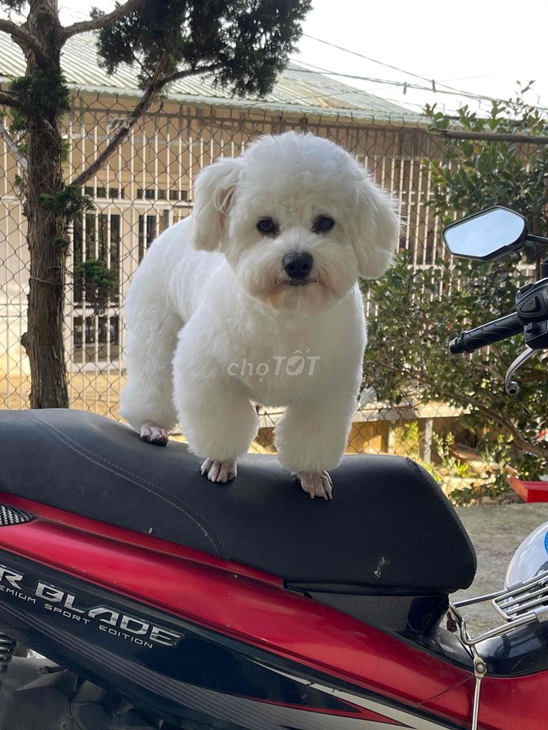 Chó Poodle thân thiện. Mua bán Chó tại Thành phố Đà Lạt Lâm Đồng được đăng bởi Minh Le hình 1