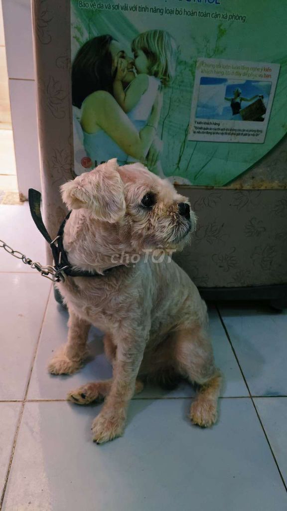 Chó Poodle lai Bắc Kinh Trắng kem. Mua bán Chó tại Huyện Bình Chánh Tp Hồ Chí Minh được đăng bởi Sơn Hoàng hình 1