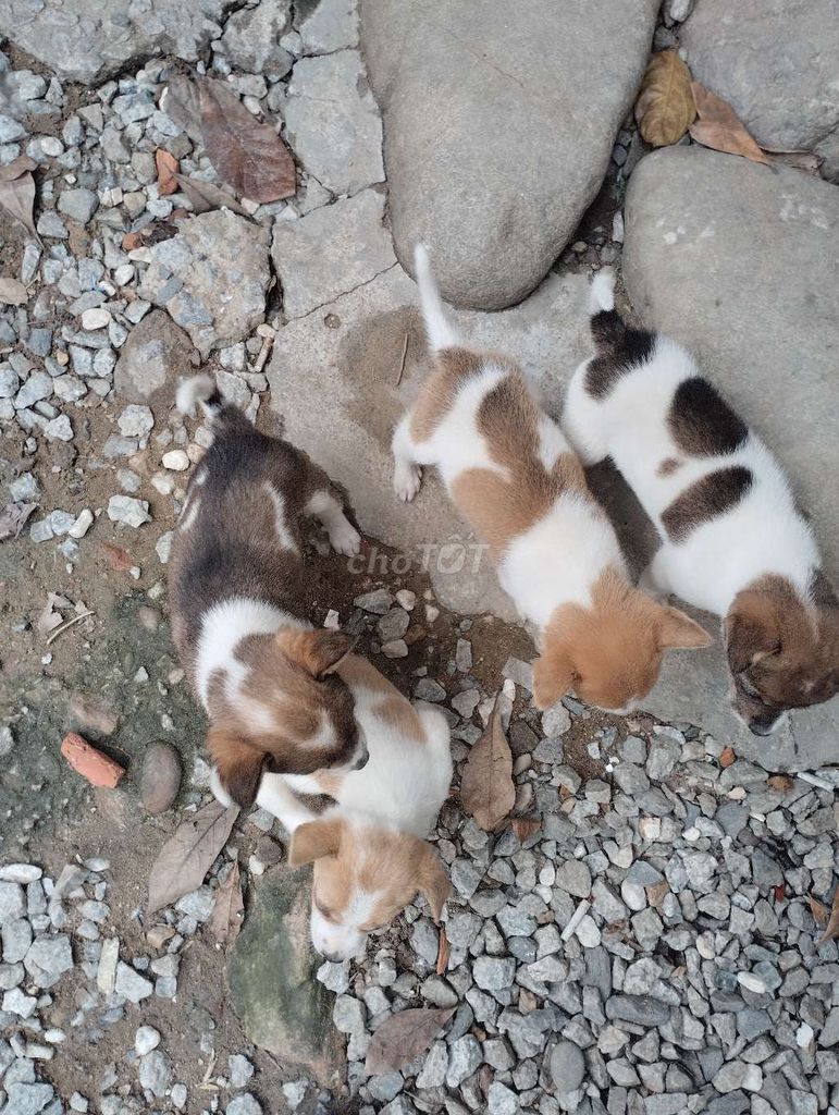 Chó con nhiều màu. Mua bán Chó tại Huyện Phú Vang Thừa Thiên Huế được đăng bởi Ms Hạnh hình 1
