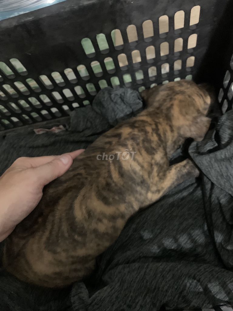 Chó Phú Quốc Vện Lửa Vàng Vằn Cọp Lưỡi Đốm. Mua bán Chó tại Huyện Trảng Bom Đồng Nai được đăng bởi hiếu nguyễn hình 2