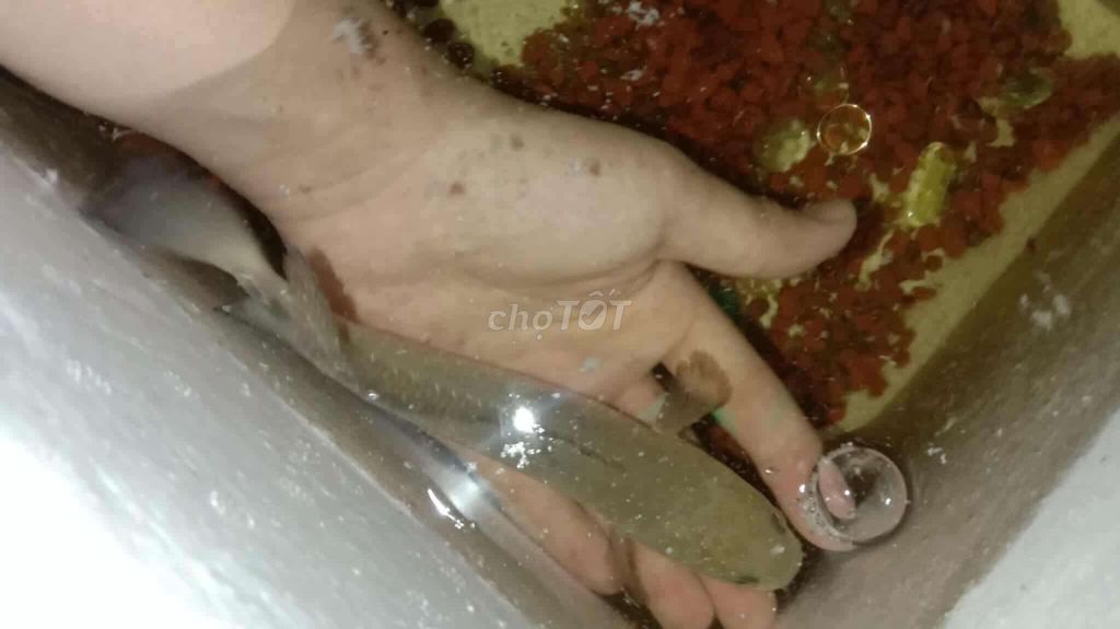 Cá lóc chân trâu đen