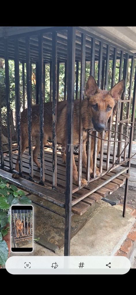 Chó Béc-giê Malinois đực trông coi. Mua bán Chó tại Huyện Châu Đức Bà Rịa - Vũng Tàu được đăng bởi Phùng Duy hình 1