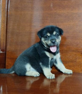 Bé rottweiler f1 trưởng thành 40kí canh nhà giỏi. Mua bán Chó tại Huyện Bình Chánh Tp Hồ Chí Minh được đăng bởi Ngân Hà