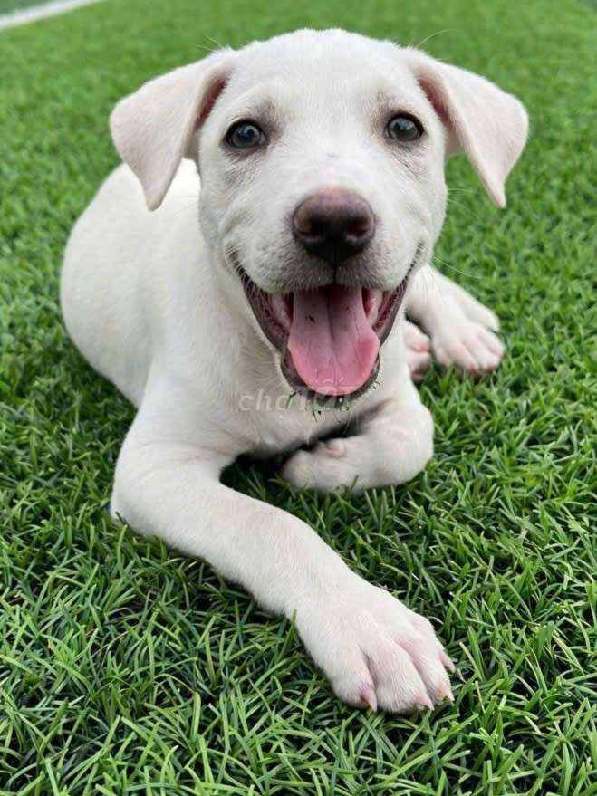 Labrador f1 trắng lanh lẹ đã tiêm có sổ bảo hành. Mua bán Chó tại Quận 12 Tp Hồ Chí Minh được đăng bởi Thi Thi hình 1
