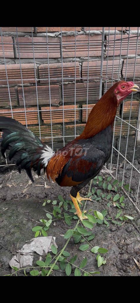 Gà Mỹ Đỏ Đen 3-4kg 3Tcặp. Mua bán Gà tại Huyện Vĩnh Thạnh Cần Thơ được đăng bởi gà tre kb hình 1