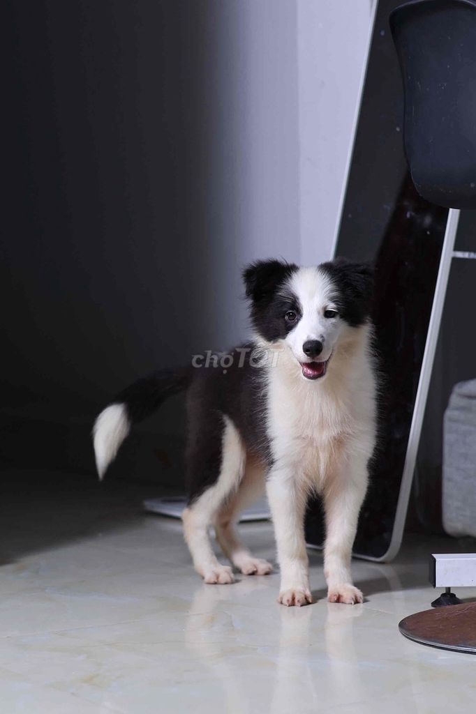 Chó Border Collie Thuần Chủng. Mua bán Chó tại Quận Bình Tân Tp Hồ Chí Minh được đăng bởi Hạnh Võ hình 1