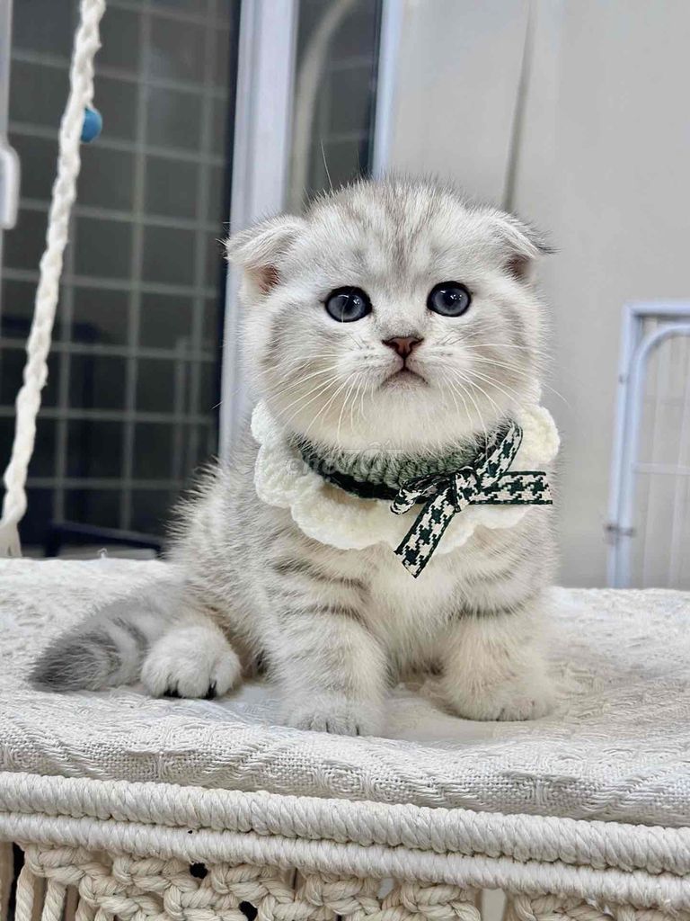 Em gái Silver Tabby vằn hổ tai cụp cực dễ thươnggg