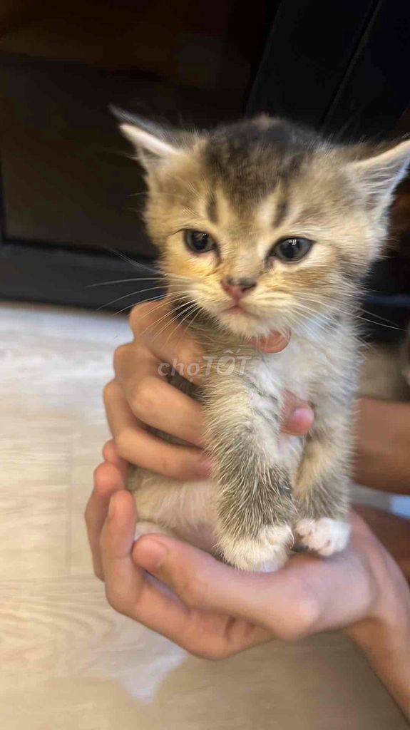Mèo Anh Cái Vàng Đen 1 tháng tuổi. Mua bán Mèo tại Quận Phú Nhuận Tp Hồ Chí Minh được đăng bởi khoa nguyễn hoàng hình 1