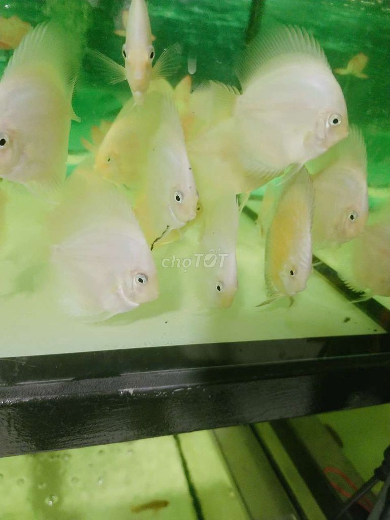 Cá dĩa Trắng bạch ngọc Mini. Mua bán Thú cưng khác tại Quận Tân Bình Tp Hồ Chí Minh được đăng bởi Cá dĩa Như Ý hình 1