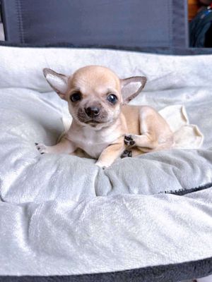 Chihuahua cái. Mua bán Chó tại Thành phố Dĩ An Bình Dương được đăng bởi Quỳnh